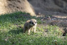 Durch den kurs habe ich die ersten kleinen. Willkommen In Der Grossfamilie Erdmannchen Im Zoo Haben Wieder Nachwuchs Leimen Lokal Leimen Lokal