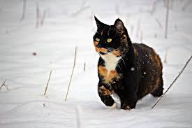 Each one is absolutely beautiful and elegant in its own right. What Does A Cat S Color Say About Its Personality