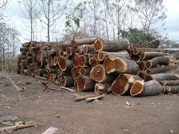 Tapi apa benar kayu jati se recommended itu? Uniknya Kayu Trembesi Ini Kelebihan Dan Kekurangannya