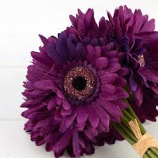 Image result for Gerbera