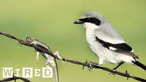 Your bird standing cactus stock images are ready. Absurd Creatures A Bird Impaling Its Victims Is So Metal I Can T Even Stand It Youtube