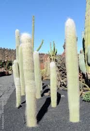 Image result for Cephalocereus