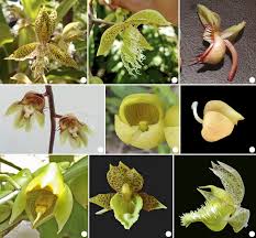 Image result for Orchidaceae
