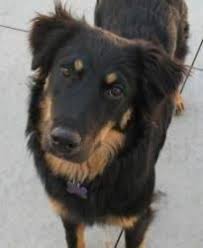 These dogs have primarily a black coat with copper/tan highlights around the face, chest and legs. Black Tan Australian Shepherd 99degree