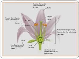 Check spelling or type a new query. Apa Itu Bunga Lengkap Yuk Kita Cari Tahu Muffingraphics Com