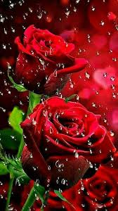 Pin By Blanca Estela Herrera Chavez On Flowers Bows Beautiful Rose Flowers Rose Flower Wallpaper Red Roses Wallpaper
