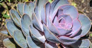 The shape of the succulent and its native habitat of mexico have given echeveria elegans the nickname mexican snowball. Echeveria Watering How To Water Echeveria Plants