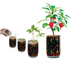 We did not find results for: Chili Pepper Growing Tips Magic Plant