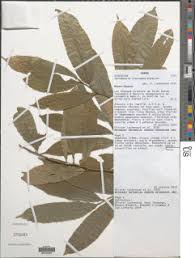 Image result for Strombosia scheffleri