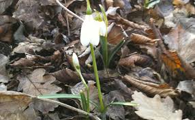 Fiore dai tanti significati e per niente tristi! Il Bucaneve Galanthus Nivalis Colli Euganei