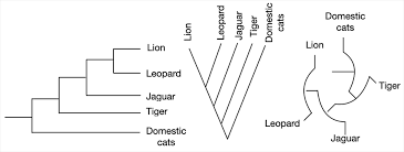 How Do Scientists Build Phylogenetic Trees? | The Tech Interactive