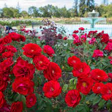 We did not find results for: Municipal Rose Garden San Jose