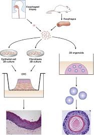 Epithelial tissue is formed from a tightly fitted continuous layer of cells. Recapitulation Of Stratified Squamous Epithelium In Otc And 3d Download Scientific Diagram