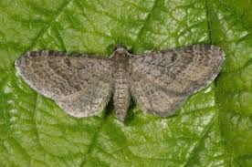 Image result for Eupithecia trisignaria