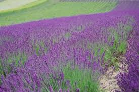 Istnieje możliwość wybrania innego pokoju: Domy Wakacyjne Prowansja Apartamenty Wakacyjne Interchalet