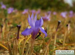 Image result for Moraea niassensis