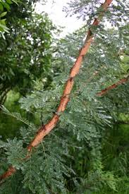 Image result for Acacia gerrardii