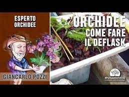 Orchidee Come Si Fa Il Deflask Youtube Orchidea Giardinaggio Piante