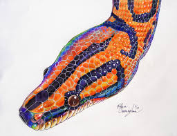 Maybe you would like to learn more about one of these? Brazilian Rainbow Boa By Ri Bobribbon On Deviantart