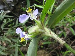 Image result for Aneilema petersii