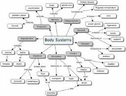 Human Body Systems Diagram Worksheets Health Information Blog Body Systems Worksheets Human Anatomy And Physiology Body Systems