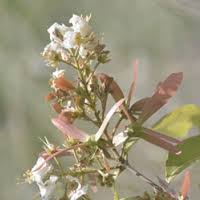 Image result for Flabellariopsis acuminata