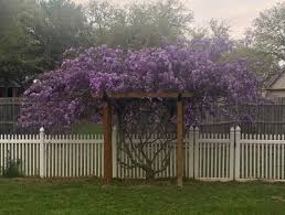 To keep wisteria under control, prune vigorously. This Wisteria Was On A Broken Trellis A Year Ago Removed The Broken Trellis And Here It Is Now Gardening