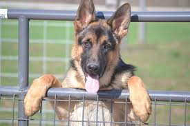 Check out our newest litter, ready for homes soon! White Star Kennel German Shepherds Pecatonica Il