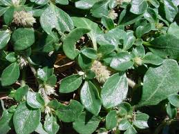 Image result for Alternanthera caracasana