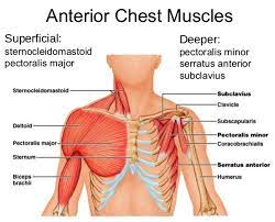 This muscle group is responsible for pushing movements and interacts synergistically with the anterior. Anterior Chest Muscles Diagram Quizlet