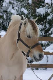 We feed the horses, hook up the carriage to drive a national champion team, visit the shop of professional norwegian woodcarvers, and of course, go for a trail ride! The Norwegian Fjord A Horse For All Ages Horse Journals