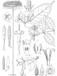 Image result for Pouchetia