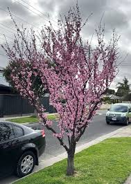 Image result for Prunus × blireana