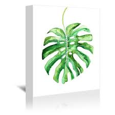 First, your plant might be too young. Americanflat Monstera Leaf By Blursbyai Wrapped Canvas Target