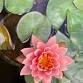 Healing in the Gardens — Nadiaʻs Healing Sound Space event image