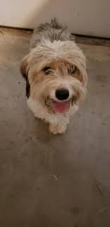 Missing friendly dog found behind Shady Grove