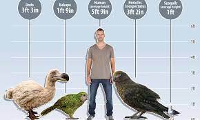 Heracles inexpectatus was discovered by scientists in new zealand, according to a study published wednesday. Meet Heracles The Squawkzilla Daily Mail Online