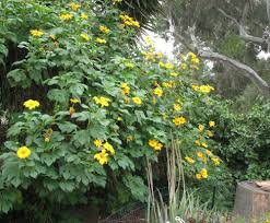 Image result for Tithonia diversifolia