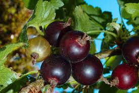 Image result for jostaberry