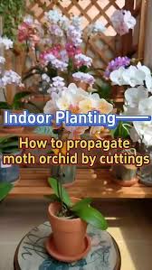 Image result for orchid cuttings