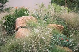 Image result for Melinis longiseta