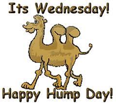#hump day #abctv #happy hump day #iview #get krackin. Humpdywednesdaycamel Today S Question Wednesday 2 9 11 The Best How Many Home Story Happy Wednesday Pictures Wednesday Humor Hump Day Quotes