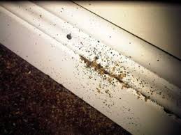 Unfortunately, toronto is known for a lot of pests and wildlife problems. Bed Bugs Toronto Resources Tips And Treatment Advice