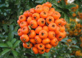 Image result for خرمالو