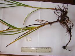 Image result for Scleria melanomphala