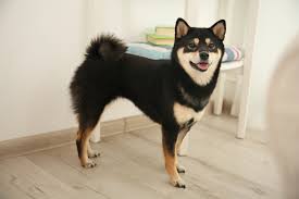 The shiba inu can develop hip dysplasia. Shiba Inu Charakter Haltung Zucht Pflege Zooplus