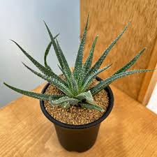 Image result for Aloe lutescens