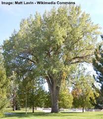 Explore east tennessee holidays and discover the best time and places to visit. Cottonwood Trees Facts Identification Pictures Problems And More