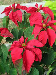 Pointsettia Flowers Lining Aisle On Table Poinsettia Plant Beautiful Flowers Winter Flowers