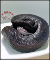 She is amazing and a complete sweet heart! Is It Possible To Get A Completely Black Ball Python